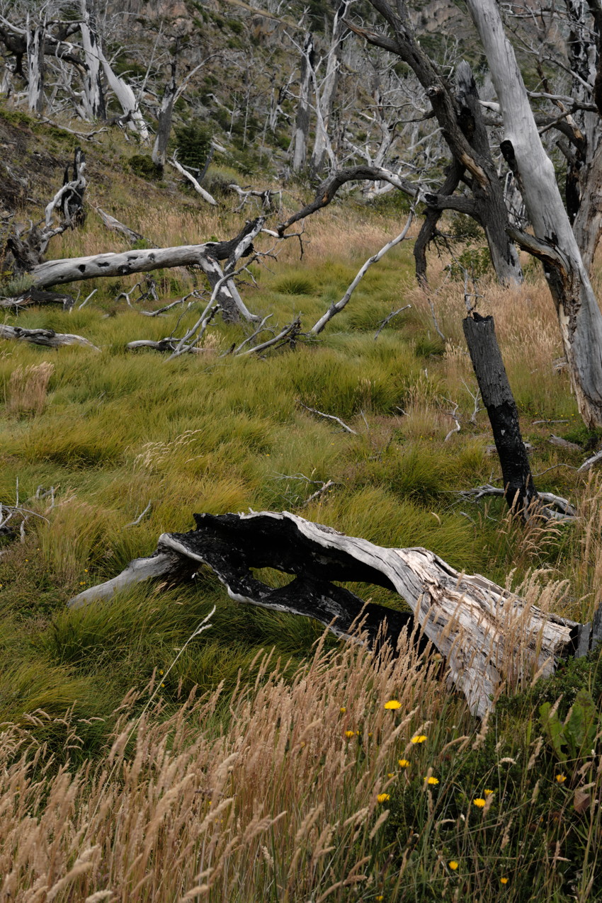 Fallen bleached tree trunk and standing dead trees on grassy slope with small yellow wildflowers.