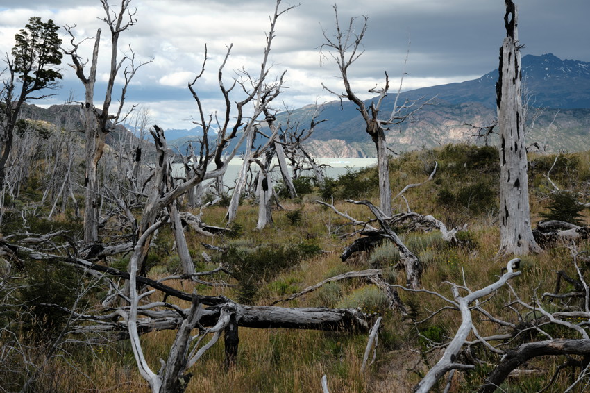 Weathered, leafless tree trunks and twisted branches over grassy scrub; pale lake and mountains under cloudy sky.