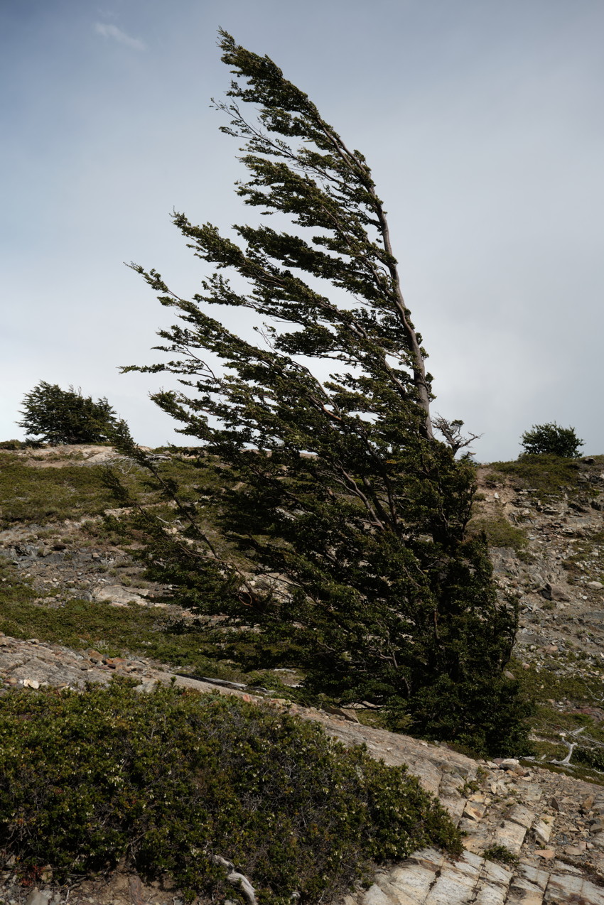 Single windswept evergreen tree leaning right on rocky hillside under overcast sky, low shrubs and exposed stone.