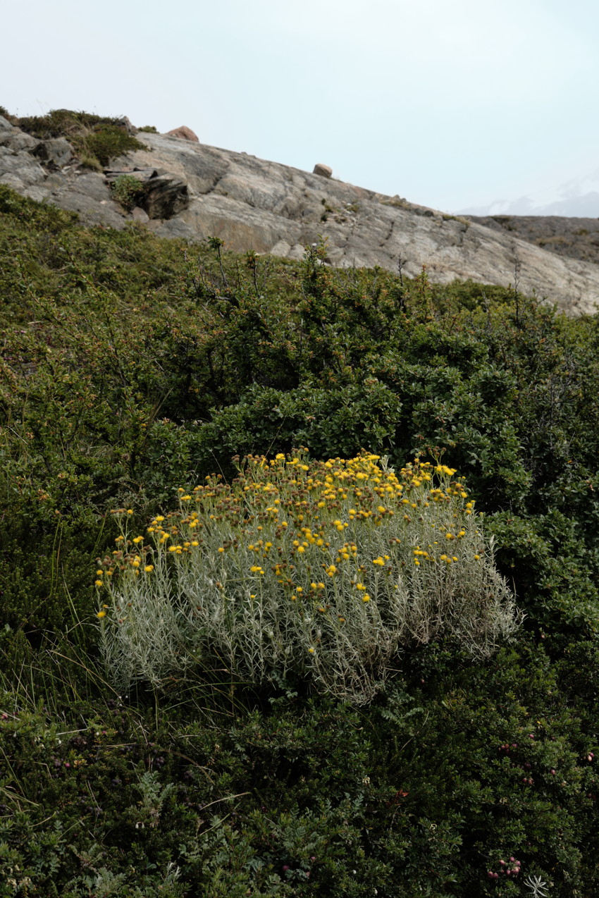 Low hillside with dense green shrubs and a patch of small yellow wildflowers against bare rocky outcrop.