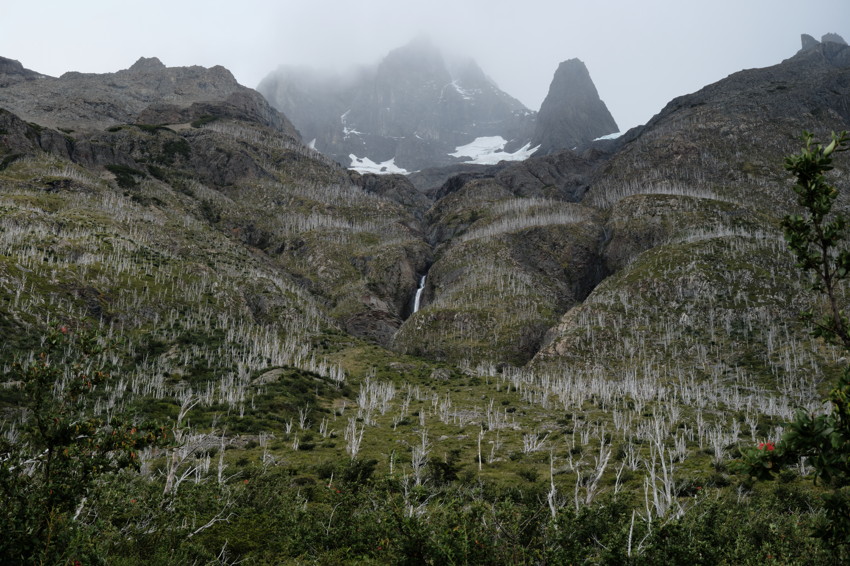 Fog-shrouded jagged peaks above a valley of white-barked trees with a narrow central waterfall.