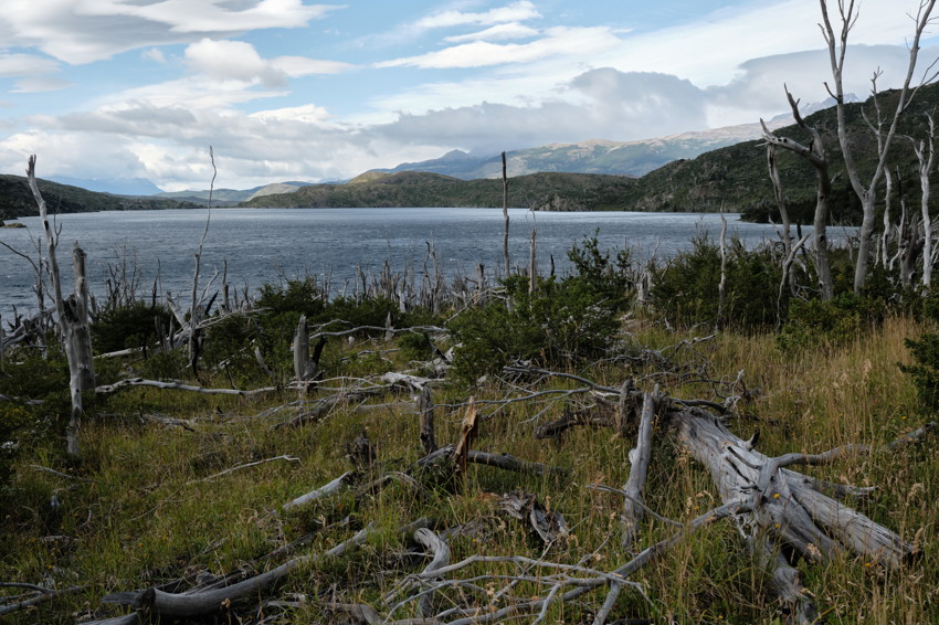 Foreground of weathered dead tree trunks and grass leading to a calm lake, distant hills under cloudy sky.