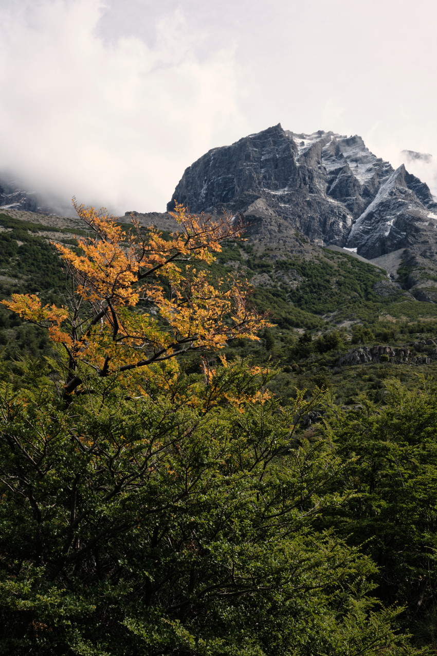 Yellow-leafed tree in foreground, dense green forest, rocky snow-dusted mountain peak under cloudy sky.