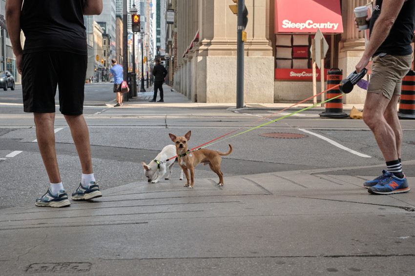 Low-angle view of two small dogs on leashes between two men's legs at a city crosswalk.